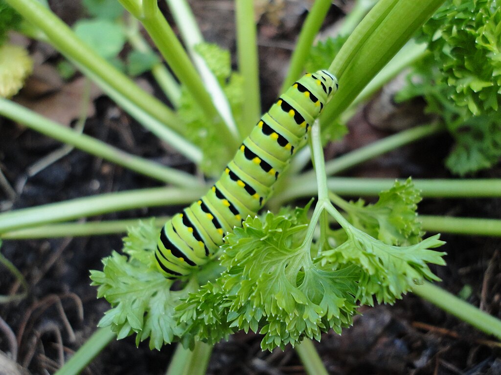 Consider planting extra parsley to share this host plant with black swallowtail caterpillars. (Papilio polyxenes). Photo courtesy PhytoplanktonSandwich