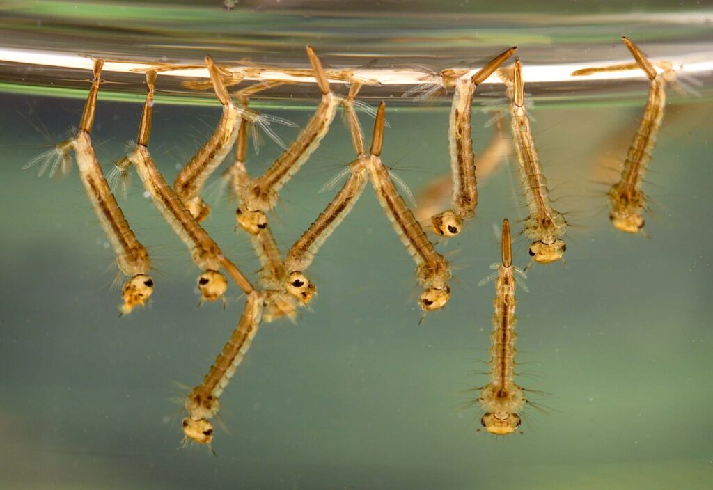 Culex mosquito larvae found in standing water in a residential area of Atlanta, Georgia. Photo courtesy of James Gathany, CDC