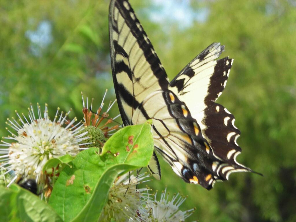 Eastern tiger swallowtail butterfly on Cephalanthus occidentalis (Buttonbush) in August.