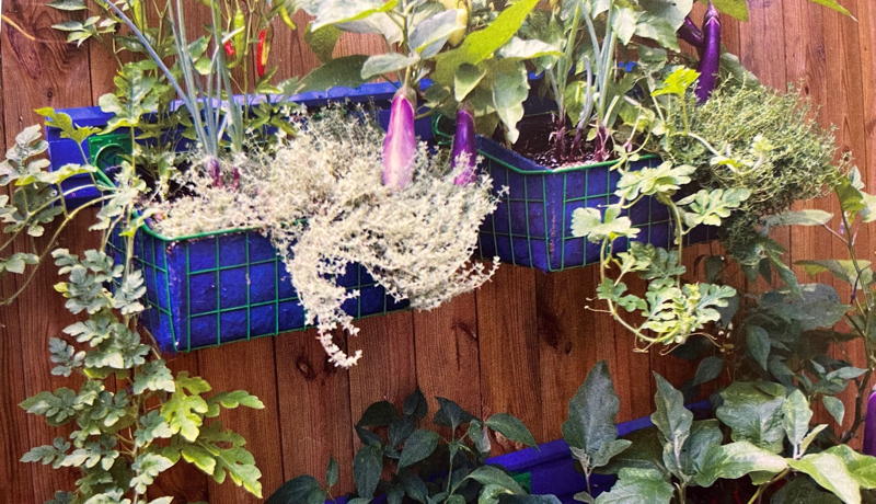 Vertical gardening plants