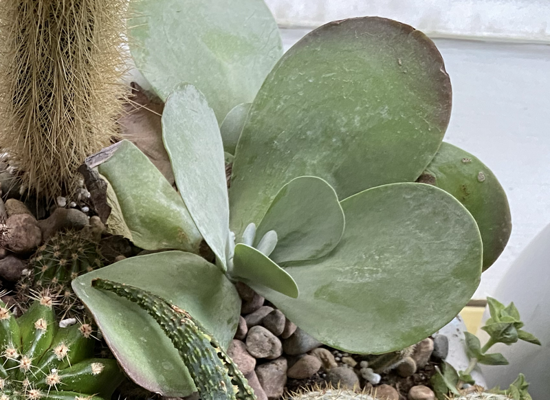 Kalanchoe luciae Kalanchoe Flapjacks