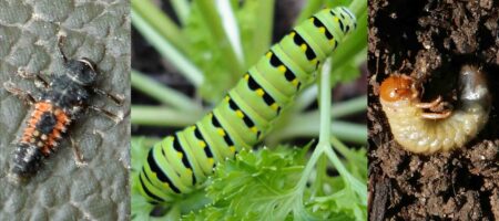 Larvae: Asian lady beetle, eastern black swallowtail, and true white grub.