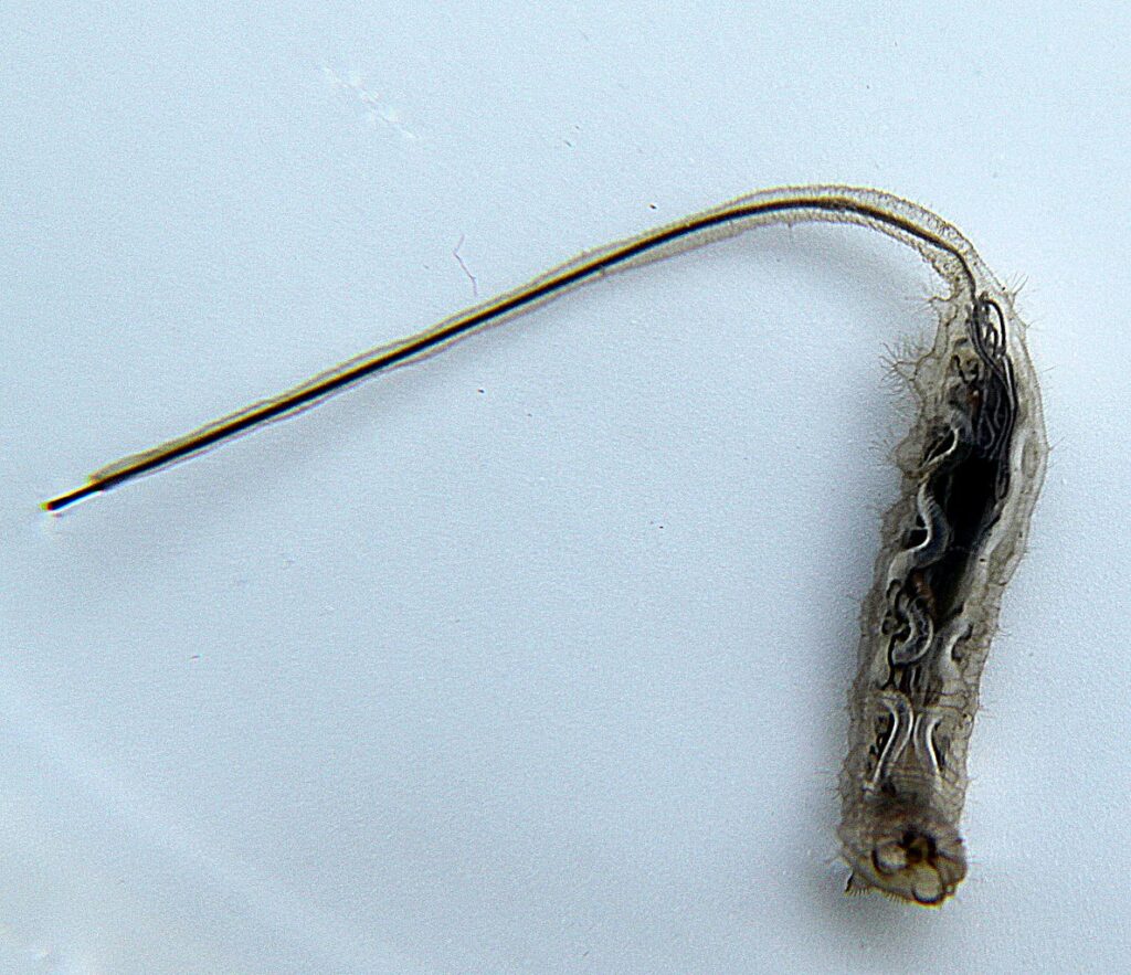 Syrphid fly larvae differ in appearance according to where they feed. This aquatic species, called a rat-tailed maggot, was found in a rain barrel. Photo © Dwergenpaartje (CC BY-SA 4.0)