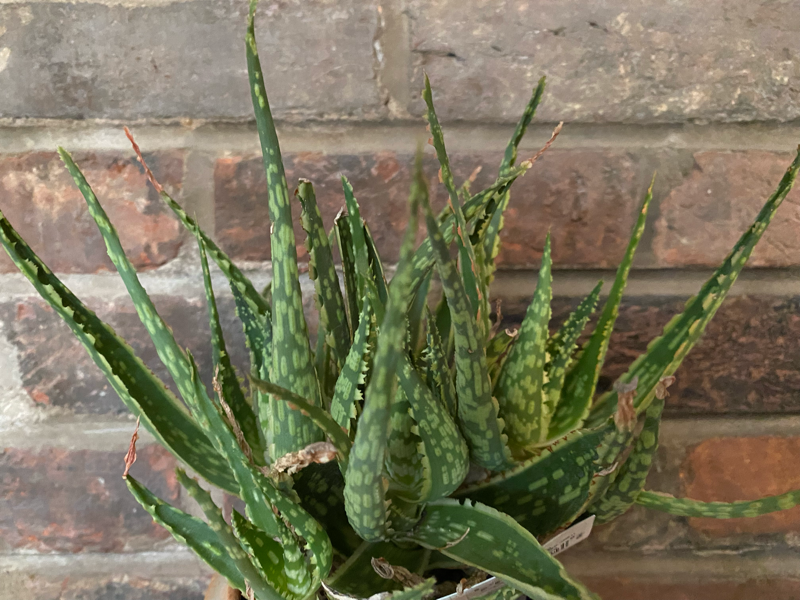 deep green Aloe 'Coral Fire'