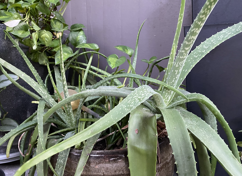 Aloe Vera