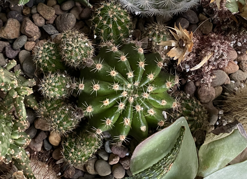 group of cacti