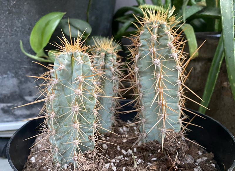 Cactus with sharp spines Pilosocereus Pachycladus / blue torch cactus