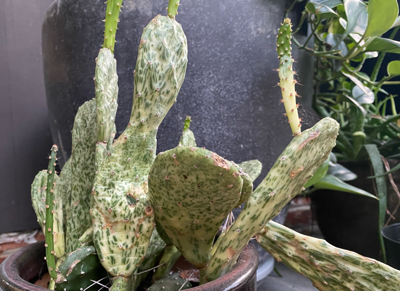 Opuntia monacantha variegata