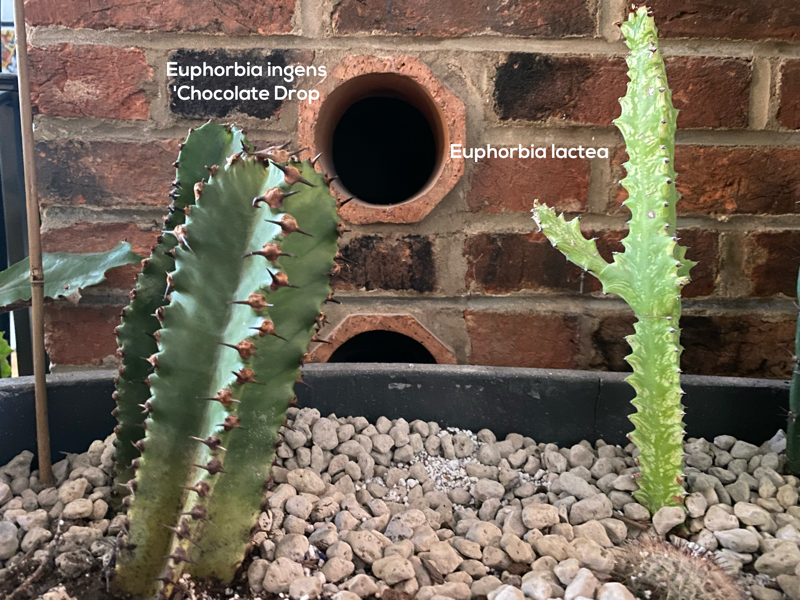 two euphorbia cacti