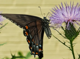 Female dark form eastern tiger swallowtail butterfly on Cirsium discolor (Field Thistle)