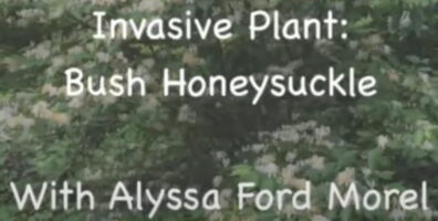 Invasive Plant Video - Bush Honeysuckle with Alyssa Ford Morel