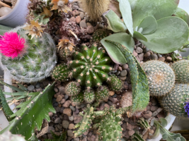collection of cacti and other succulents