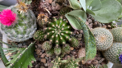 collection of cacti and other succulents