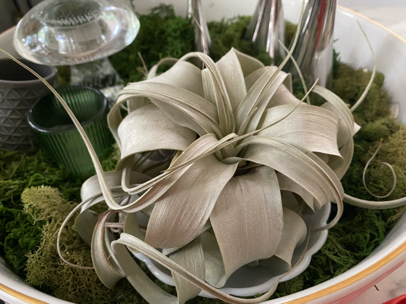 Largeair plant