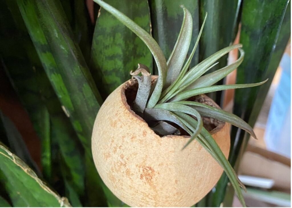 small tillandsia in a coconut shell