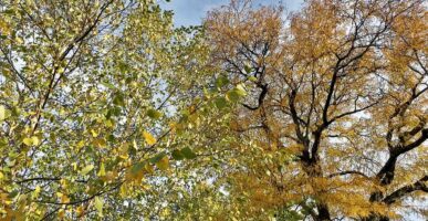 Natives Betula nigra (river birch, left) with pinnately veined leaves and Gleditsia triacanthos (honeylocust, right) with pinnately or bipinnately compound leaves.Photo © Mary Free
