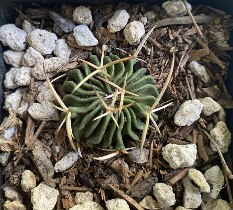 Stenocactus multicostatus - brain cactus