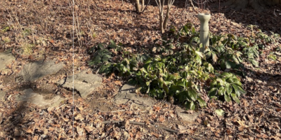 Leaves on ground in back yard