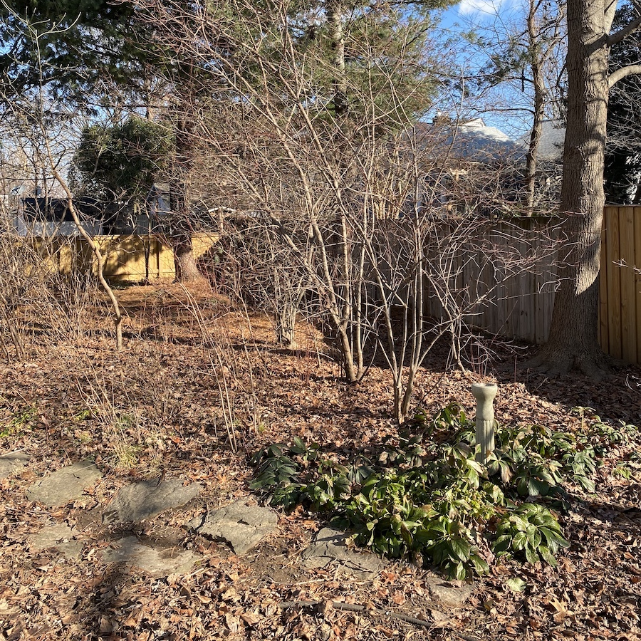 Back yard in fall with leaves on the ground