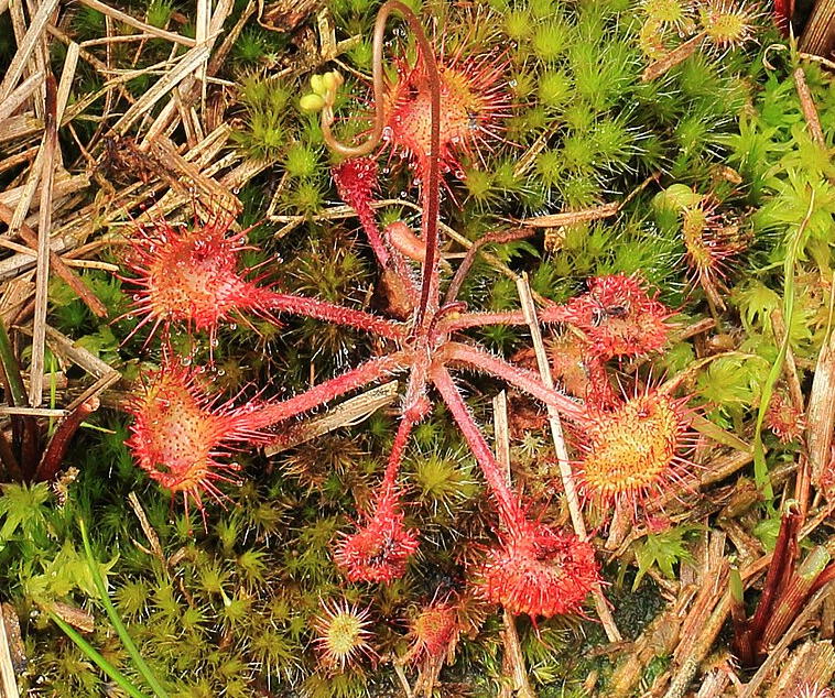 Drosera rotundifolia (sundew)