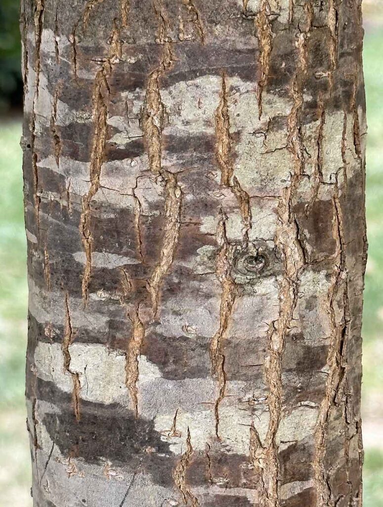 Nyssa sylvatica, Black Gum, Black Tupelo bark of a young tree
