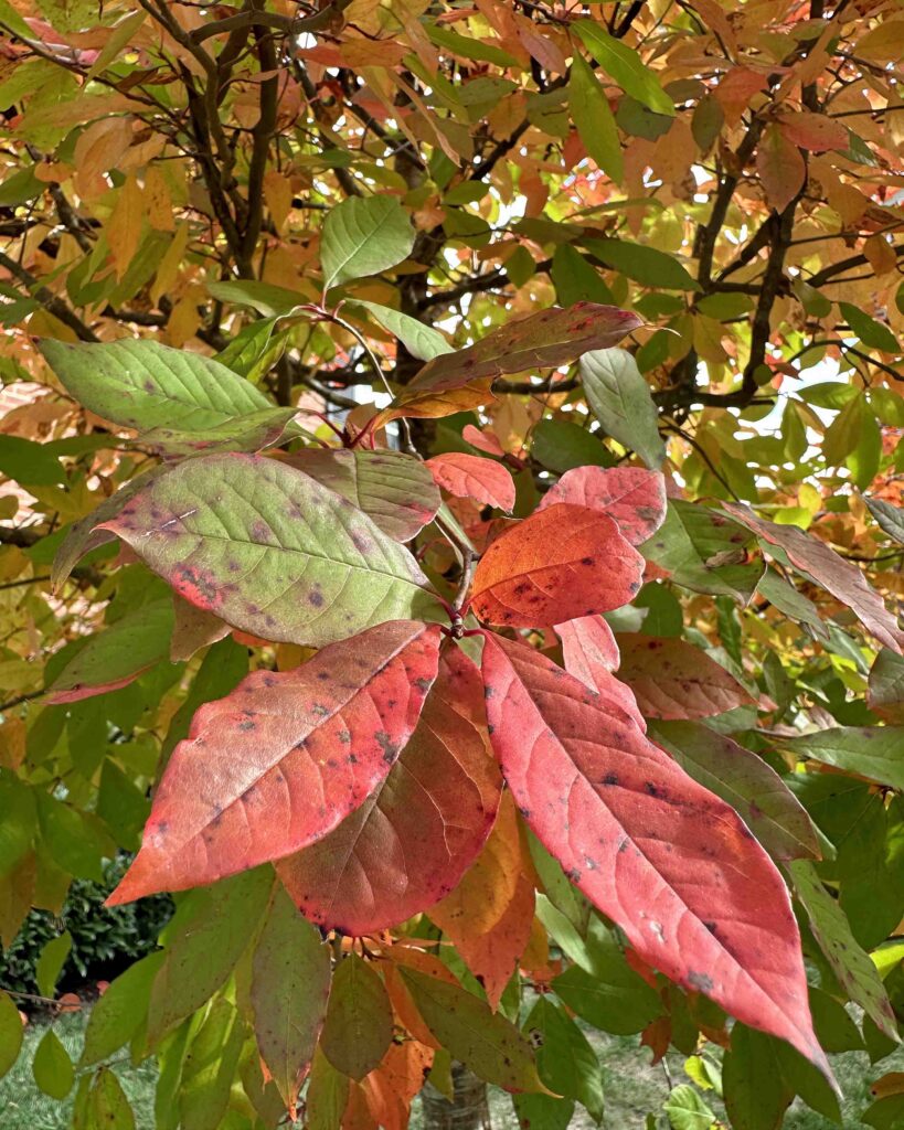Turning foliage of Nyssa sylvatica (Black Gum, Sour Gum, Black Tupelo) in October.