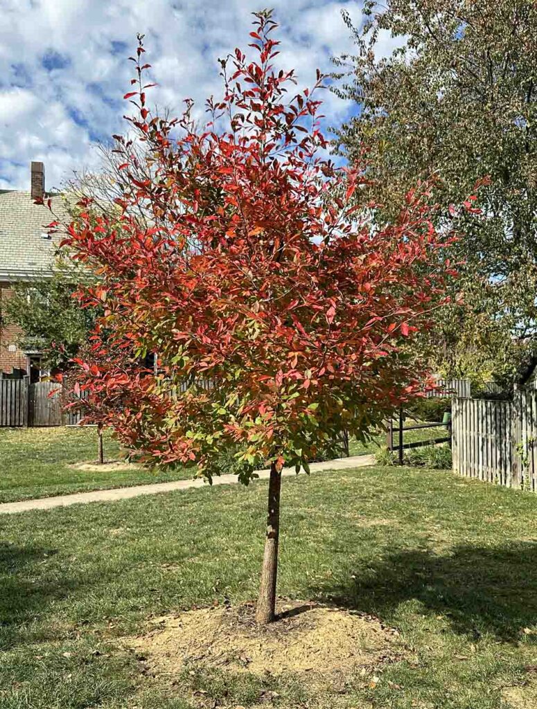 A young tree of Nyssa sylvatica (Black Gum, Sour Gum, Black Tupelo) in a residential neighborhood in October.