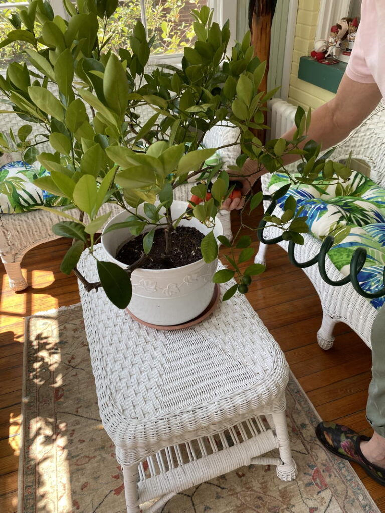 Watering plant with hose on porch