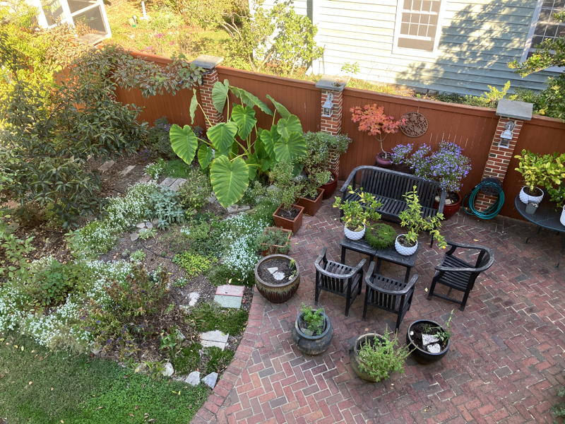 View of back yard with brick patio and hose for watering plants