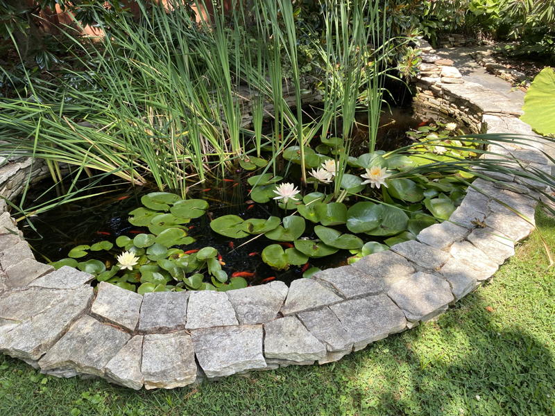 Backyard pond