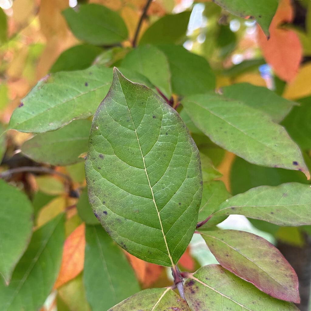 Alternate, simple, pinnately veined leaves of Nyssa sylvatica (black gum) with a smooth margin and occasionally shallow lobes (or coarse teeth) near the tip. The leaves sometimes develop purple spots.