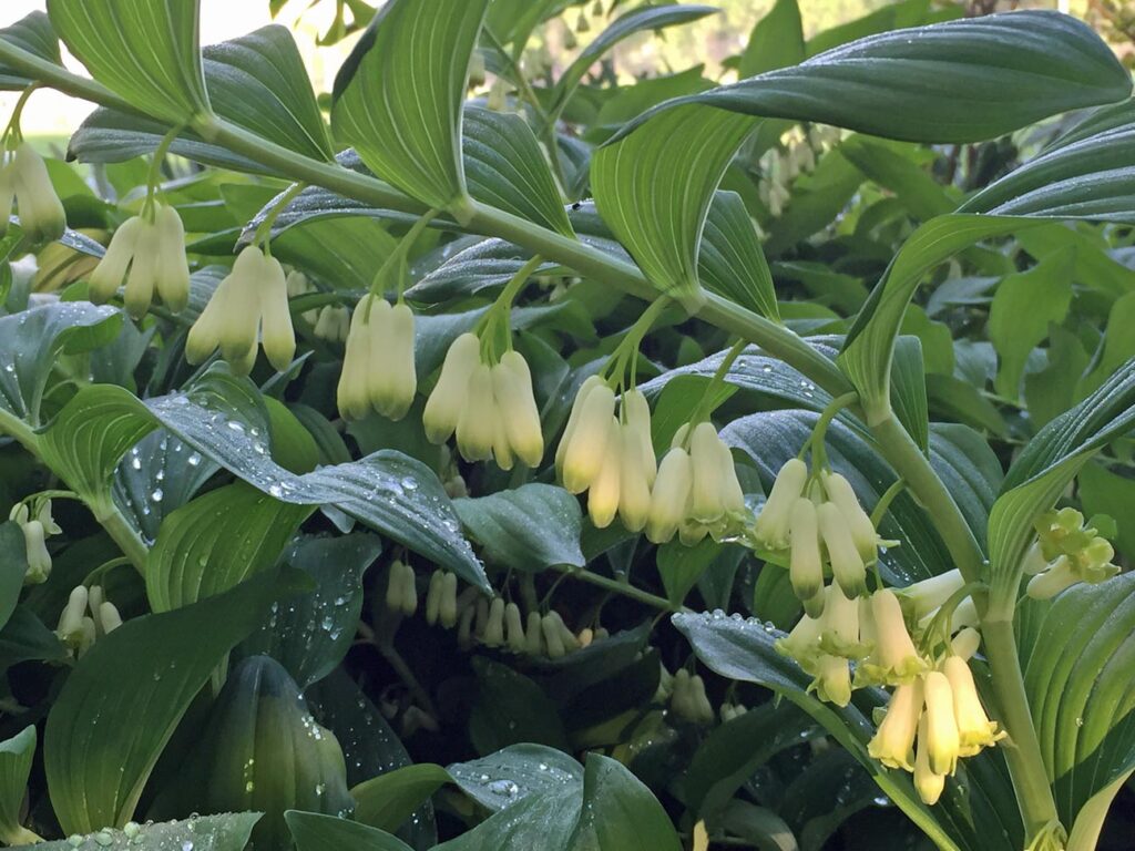 Erect stems of Polygonatum biflorum (Solomon’s-seal) typically tilt or arch on the upper portion displaying hanging buds and bell-shaped flowers with six short, flaring lobes in May.