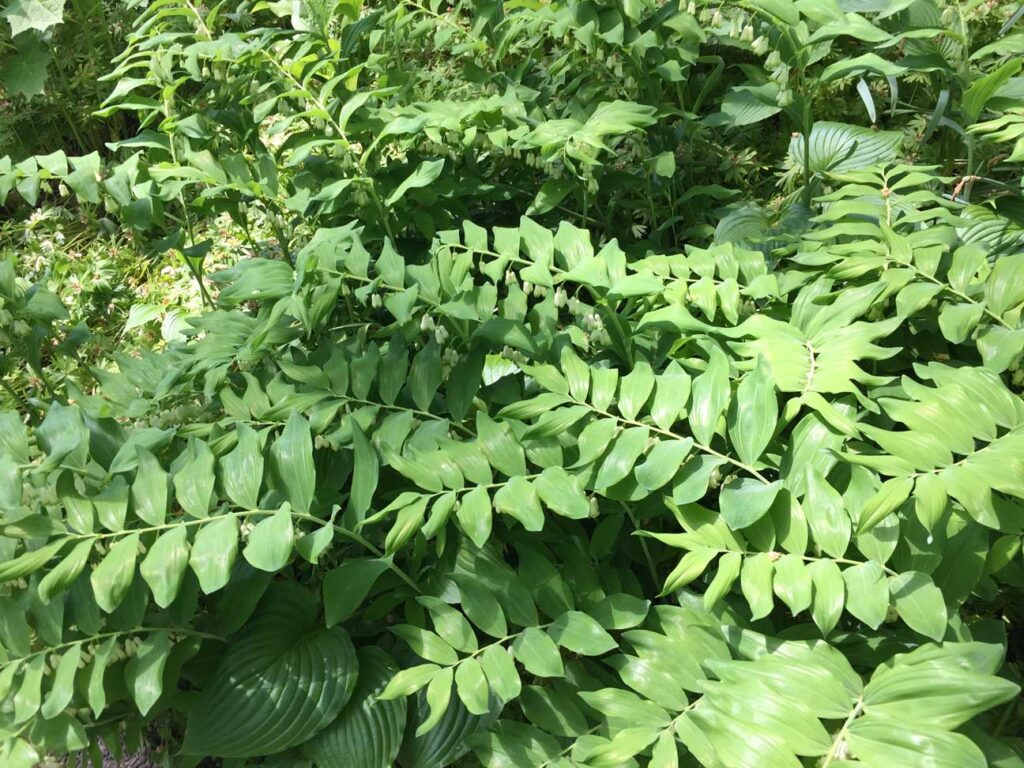 Polygonatum biflorum (Solomon’s-seal) en masse at Winterthur Gardens.in May.