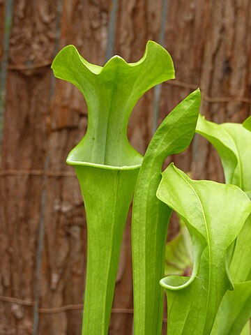 Sarracenia flava (yellow pitcher plant)