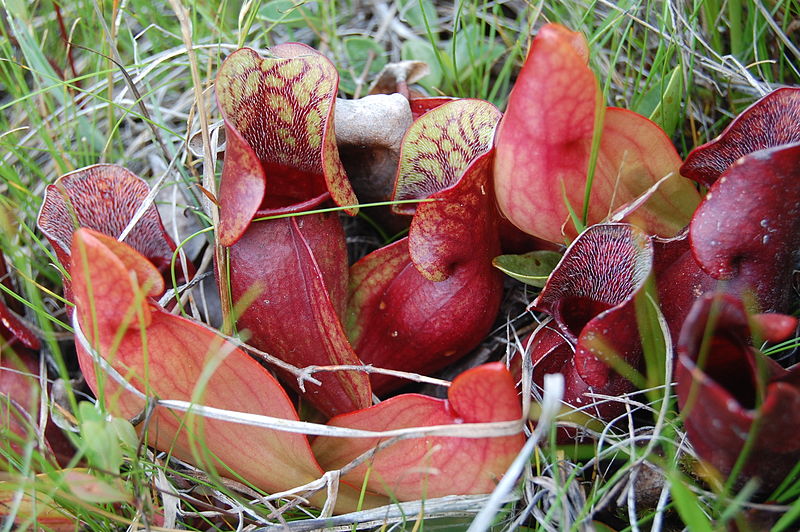 Sarracenia purpurea (purple pitcher plant)