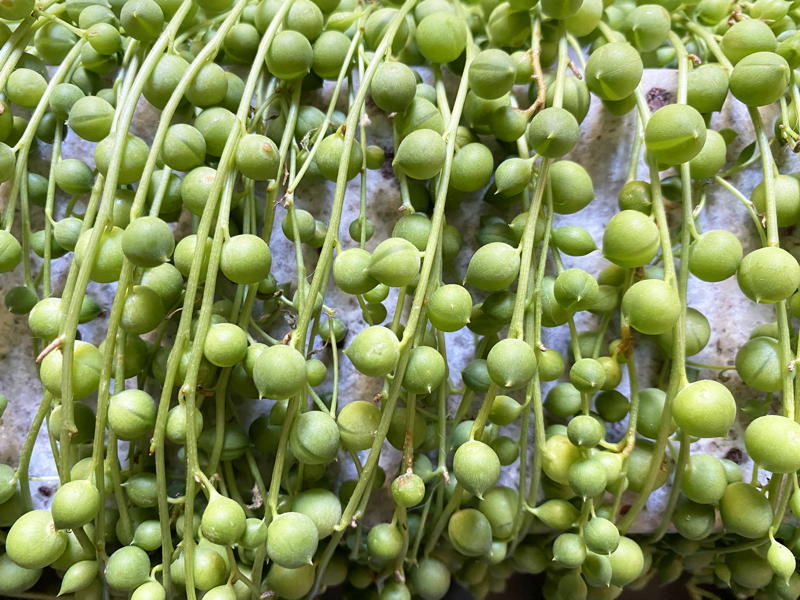 Close-up of string of beads plant
