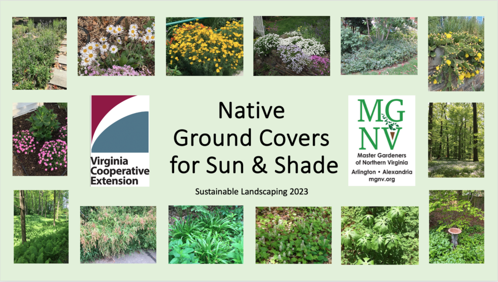 Native Ground Covers for Sun & Shade
