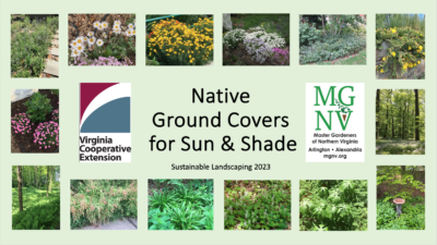 Native Ground Covers for Sun & Shade