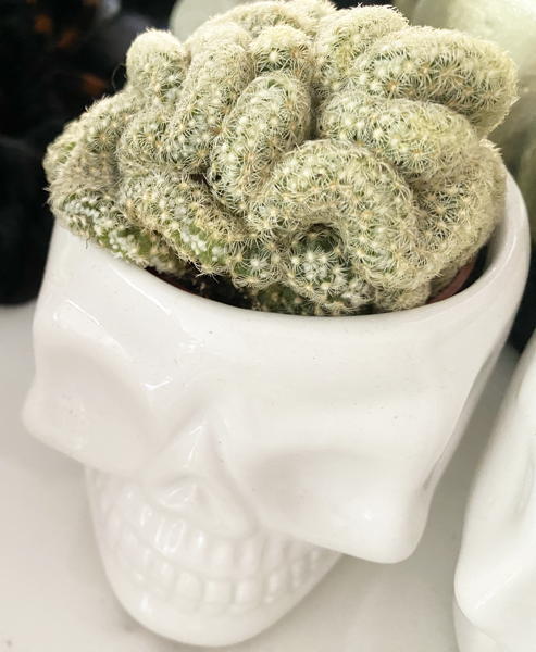 Mammillaria Elongata ‘cristata’ in skull shaped planter