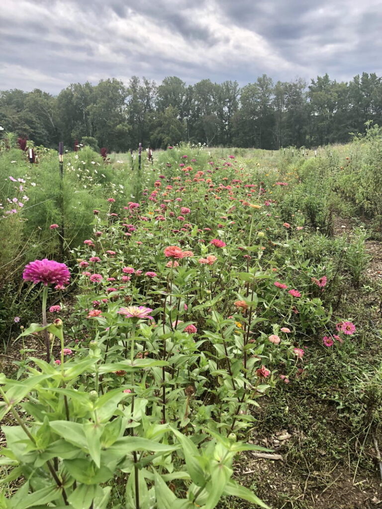 field of flowers