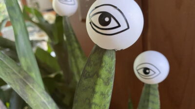 Dracaena snake plant