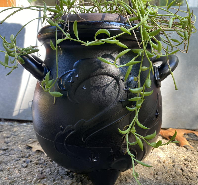 string of hooks plant in black cauldron