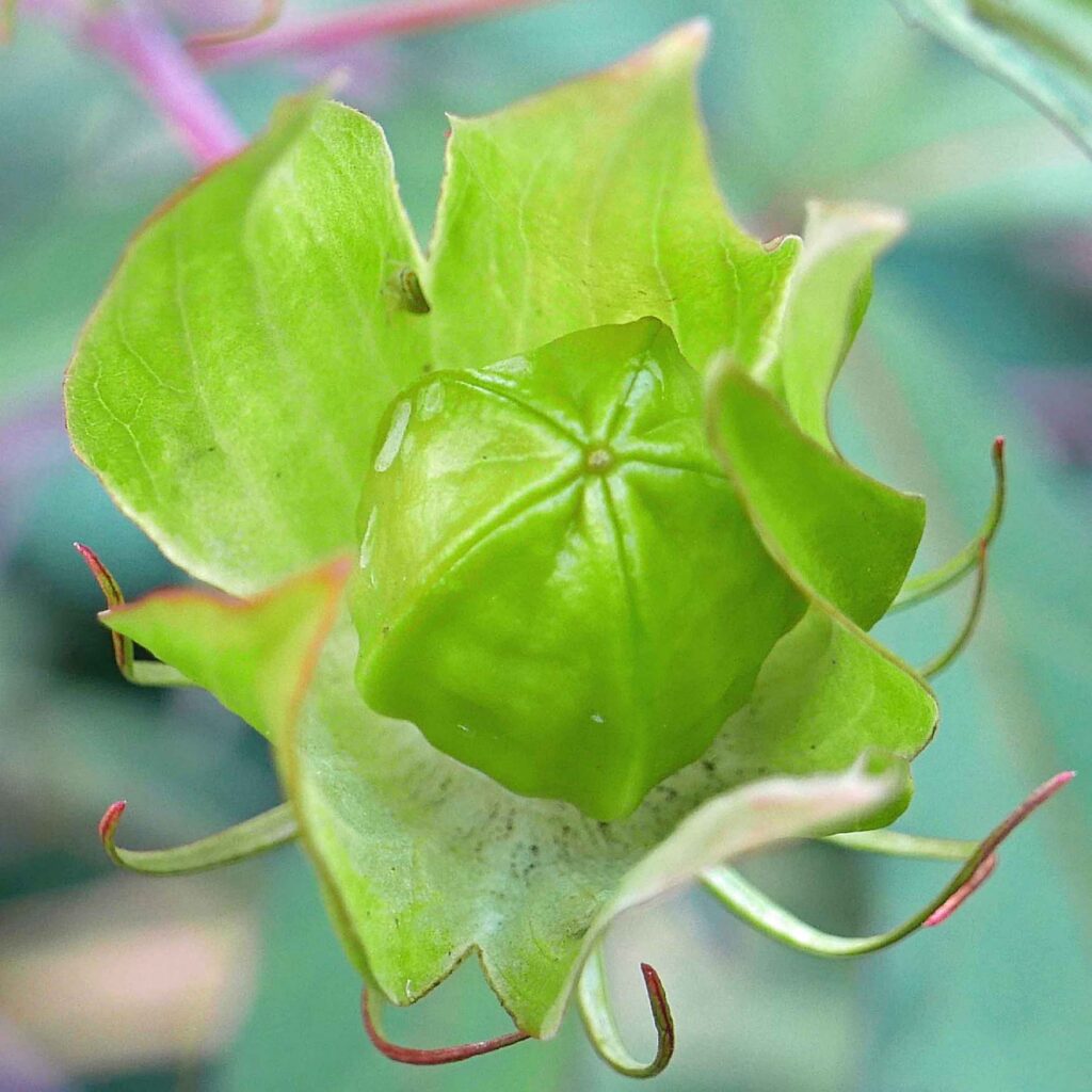 Five-valved, loculicidal capsule of native Hibiscus coccineus (scarlet rose mallow) in August.