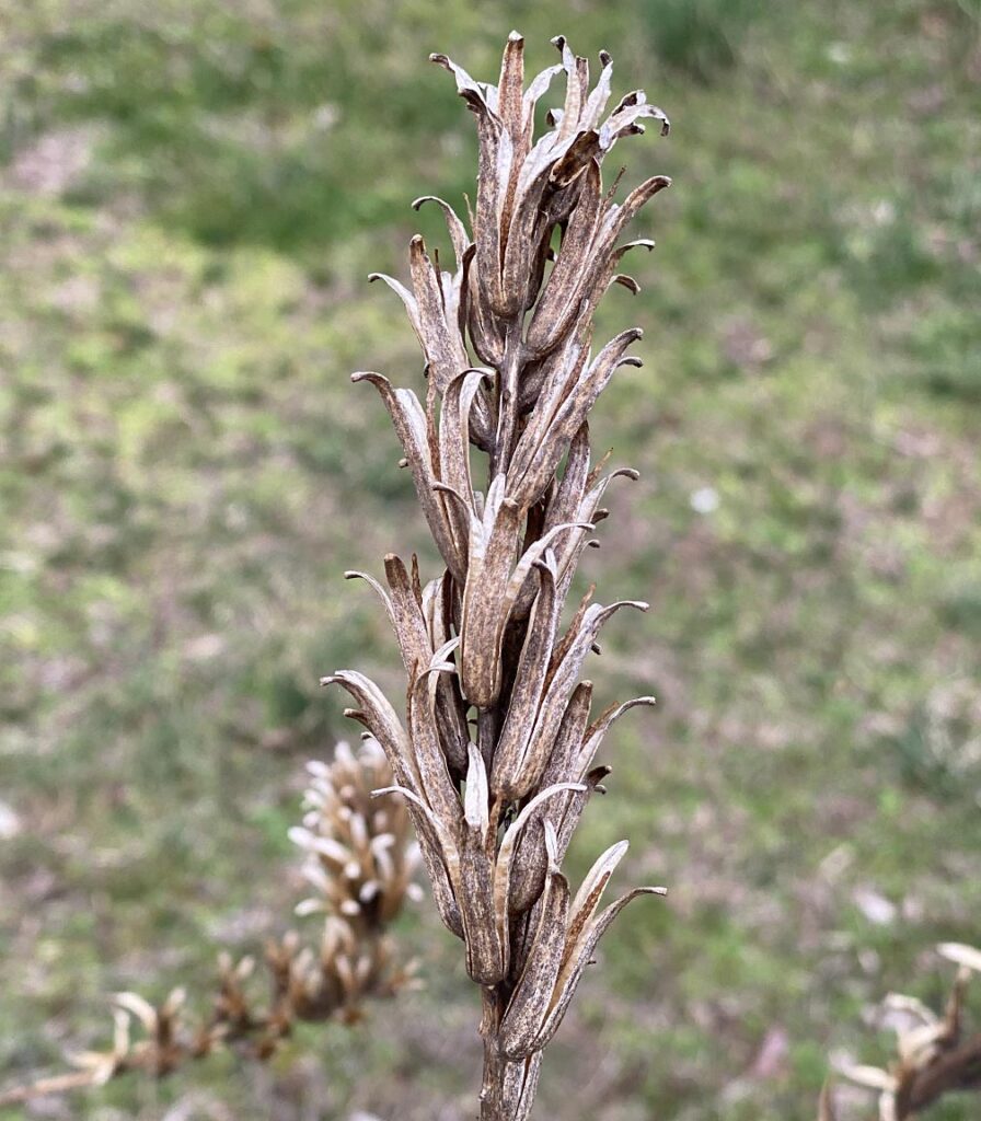 Dehisced, dorsally-septifragal capsules displaying central column of Oenothera biennis (evening primrose) in March.