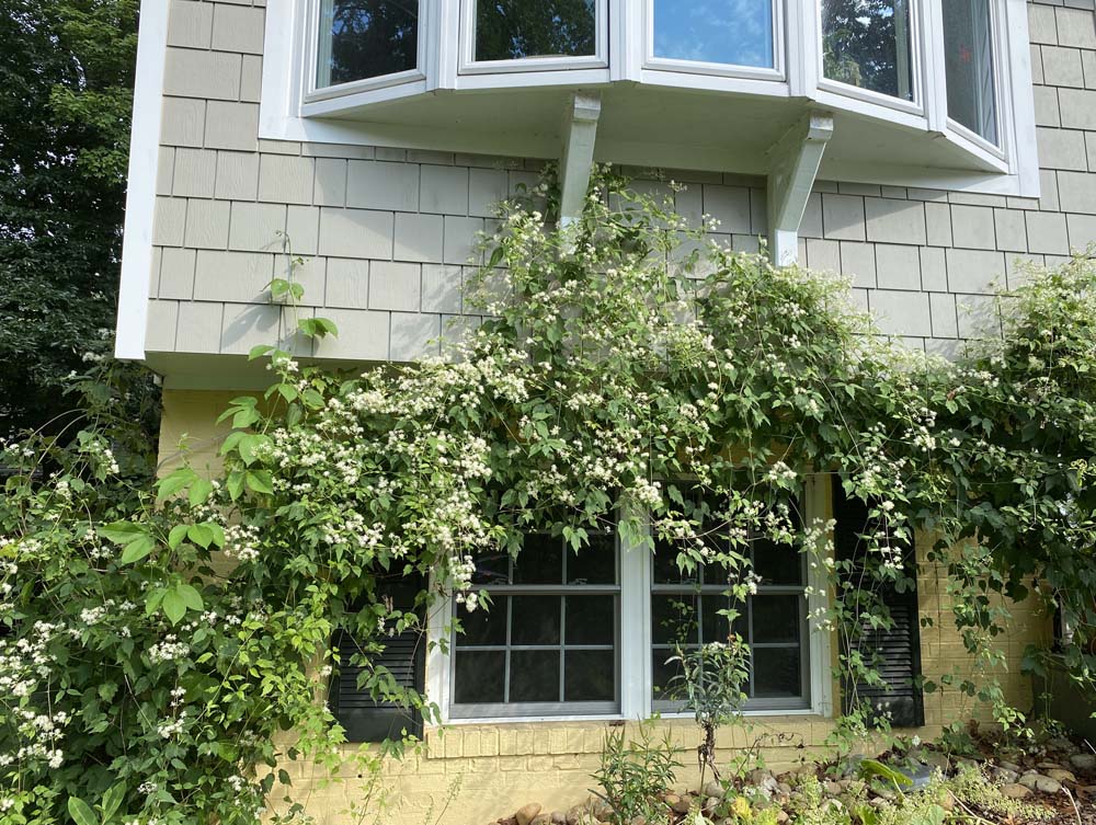 Clematis virginiana (Virgin’s-bower) in a residential landscape in August.