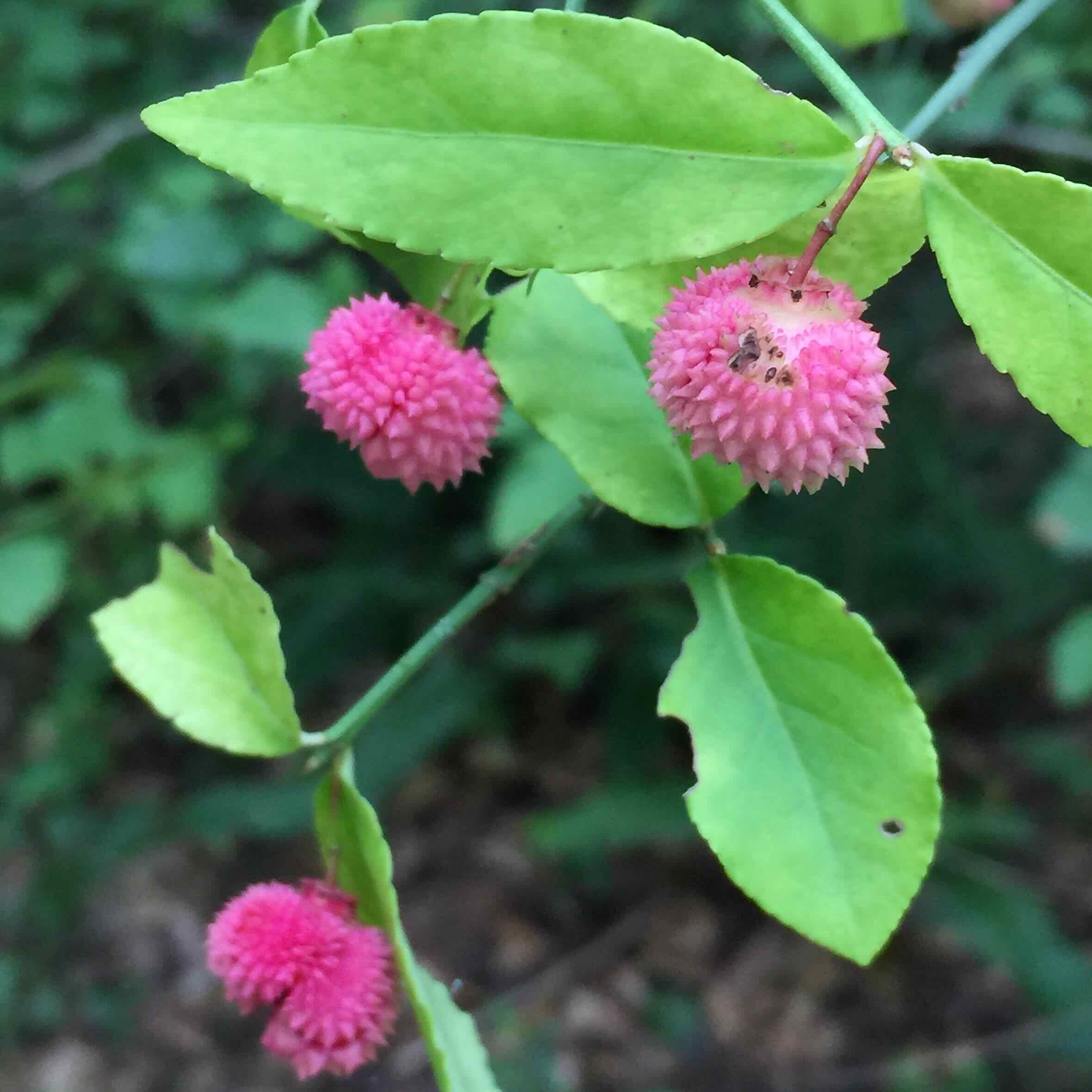 Euonymus americanus (Strawberry-bush) loculicidal fruit capsule in September.