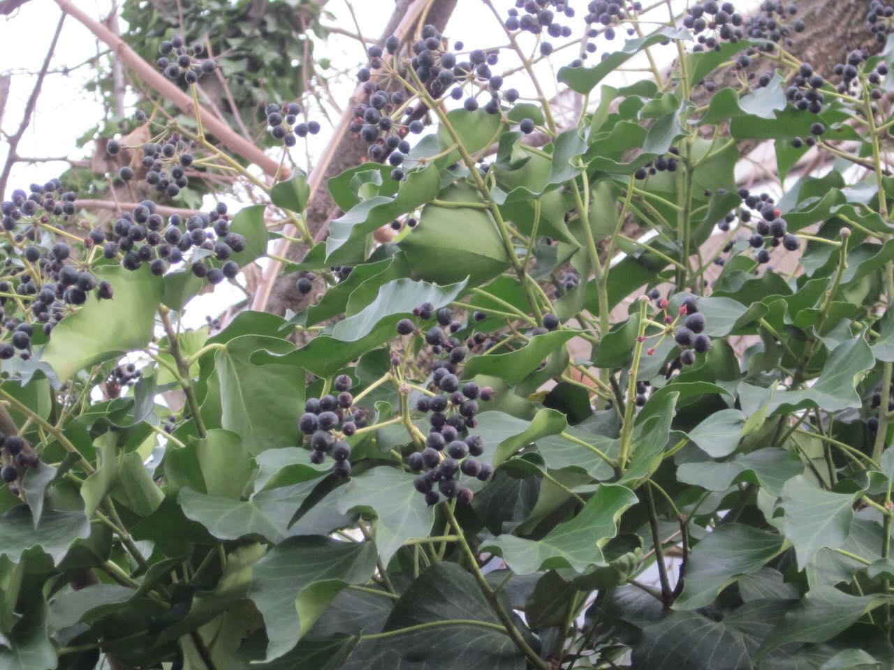 Birds eat the fruits of invasive Hedera helix (English ivy) and disperse the seeds.