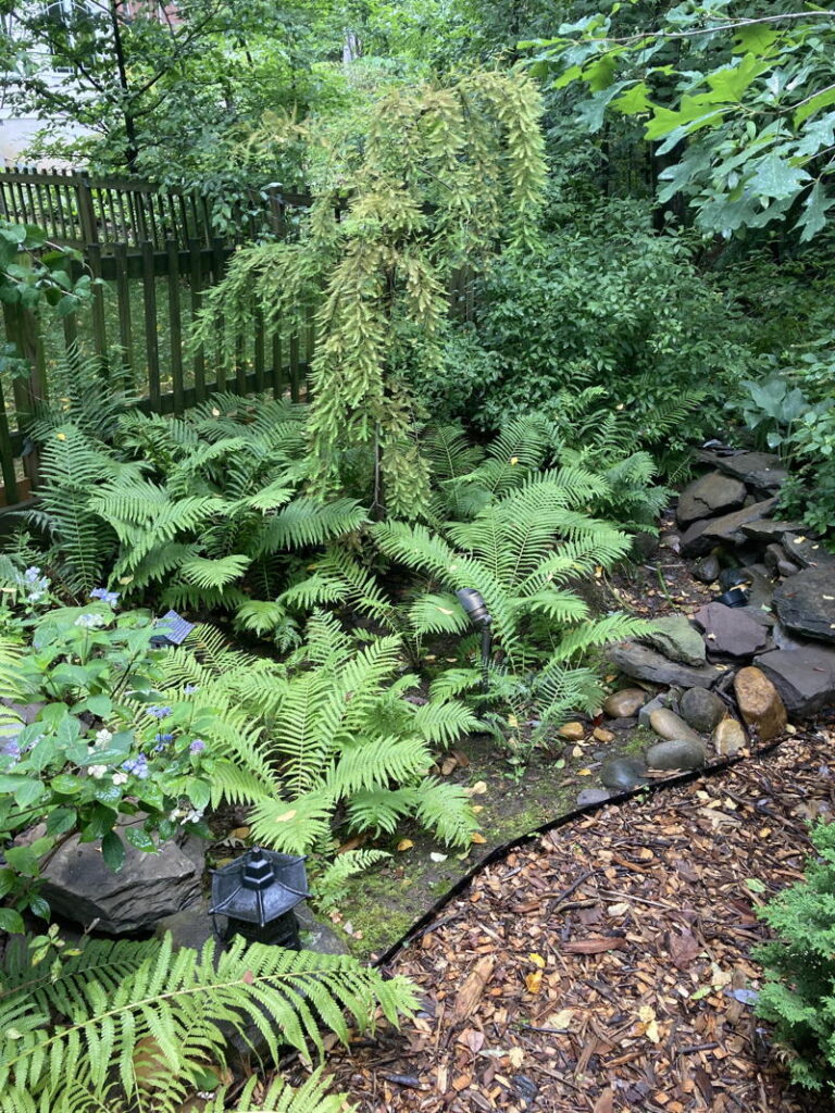 Lush rain garden with moisture-loving plants