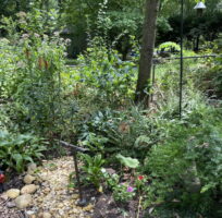 Bog garden includes many native plant species