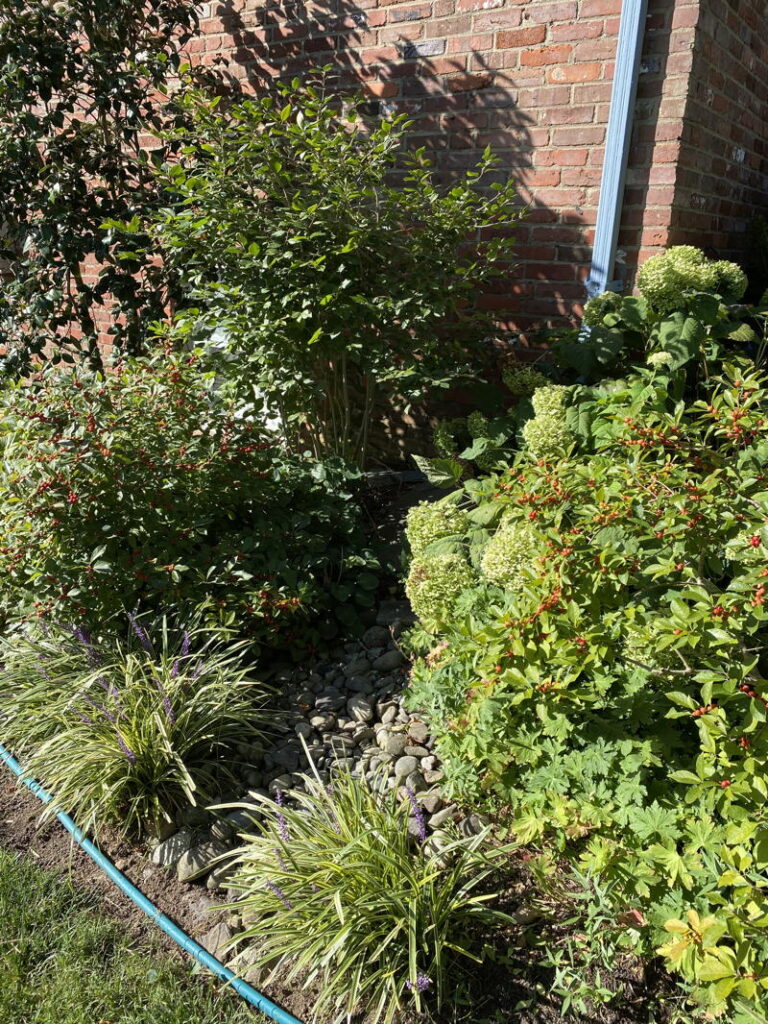 Downspout with moisture-loving plants and dry well below ground.